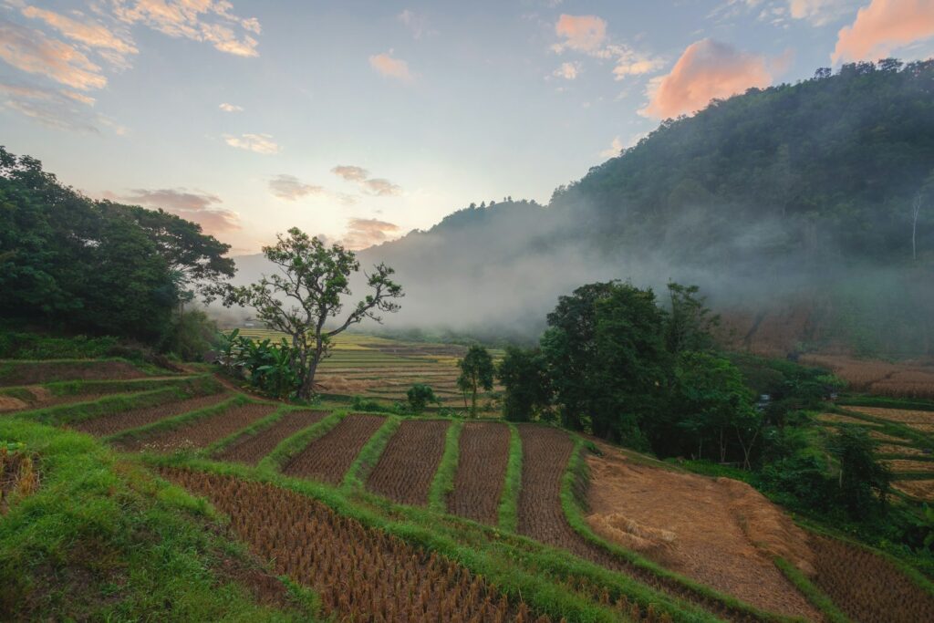 Terraced rice fields in misty mountains at sunrise