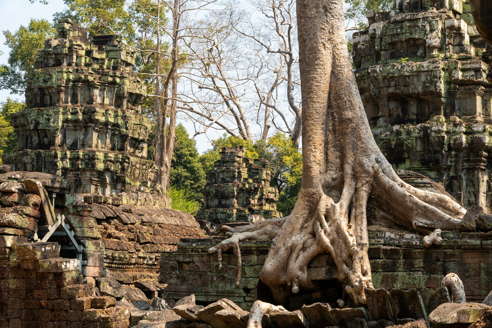 Ancient temple ruins with large tree roots growing over stone
