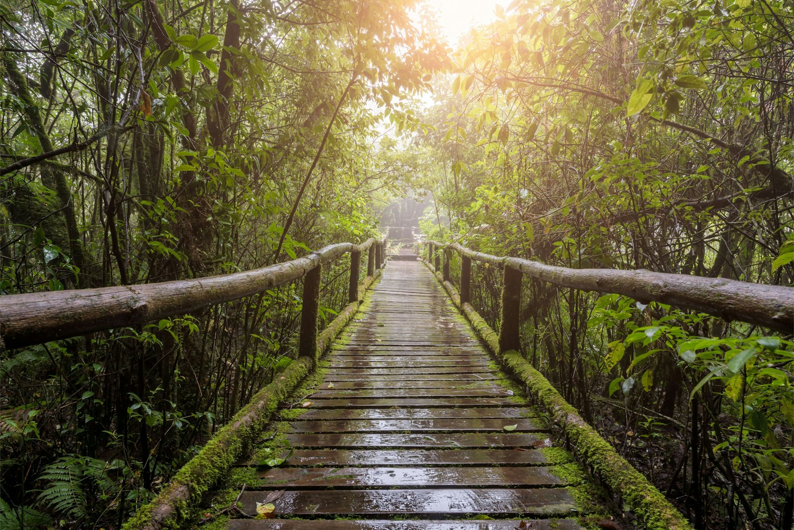 Wooden walkway through a lush, green rainforest