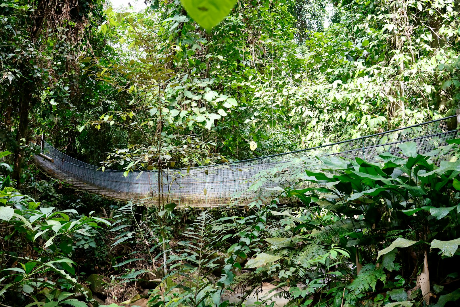 A long, netted structure spans across a dense jungle canopy
