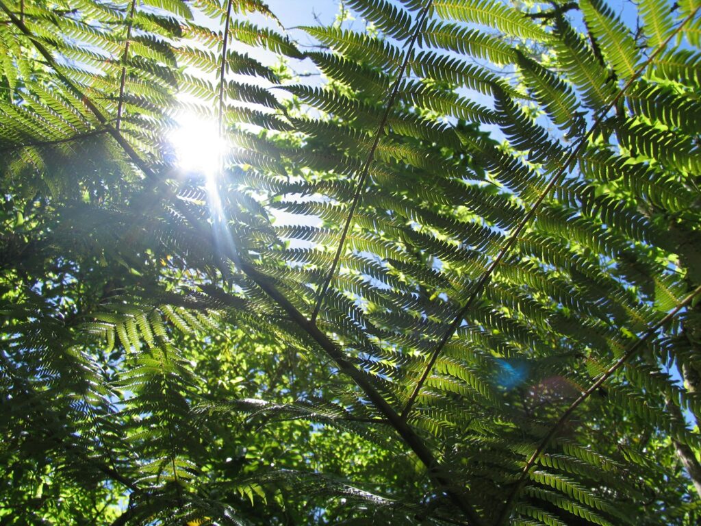 Sunlight filters through lush green fern fronds