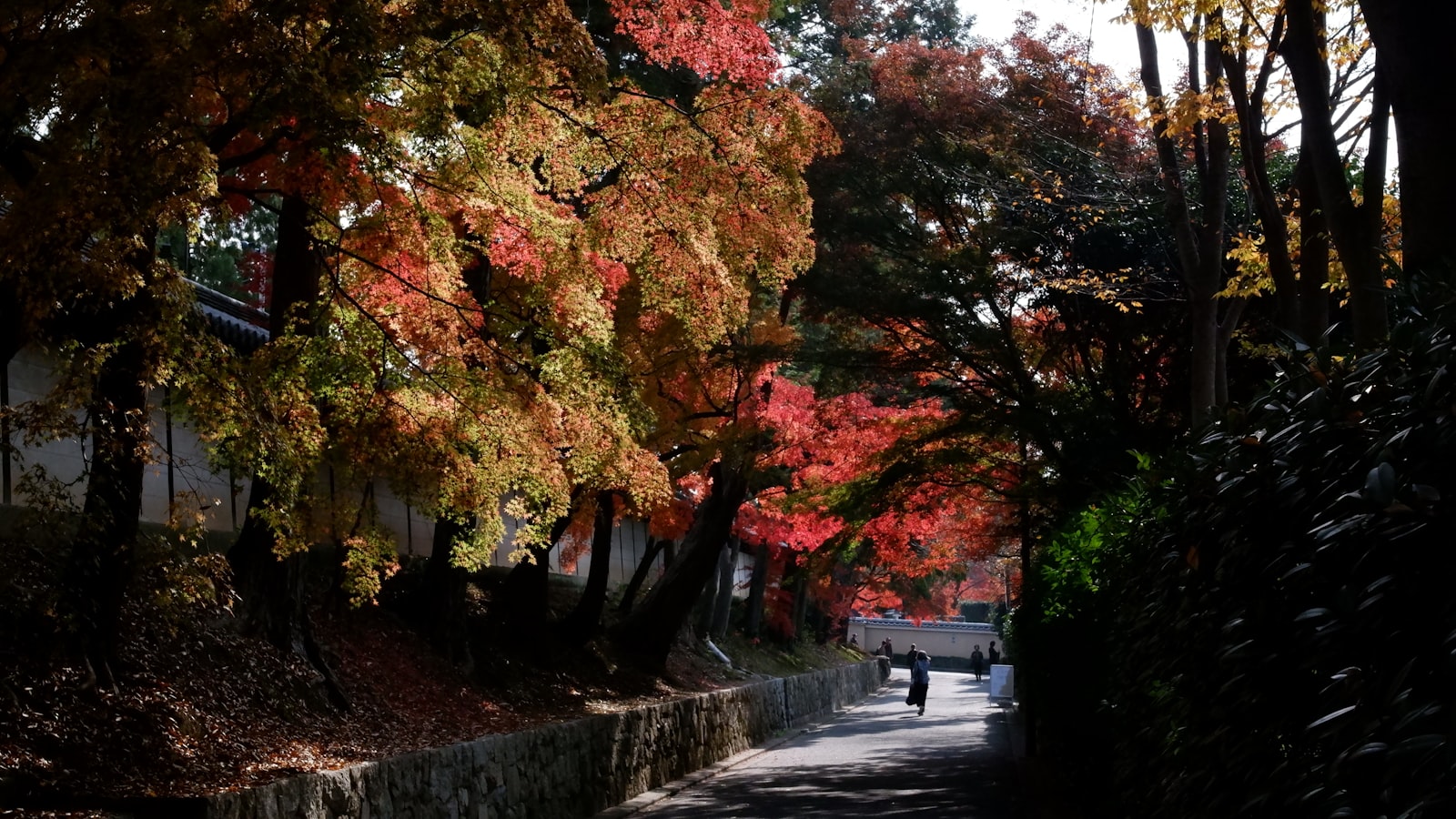 Autumn trees with colorful leaves line a path