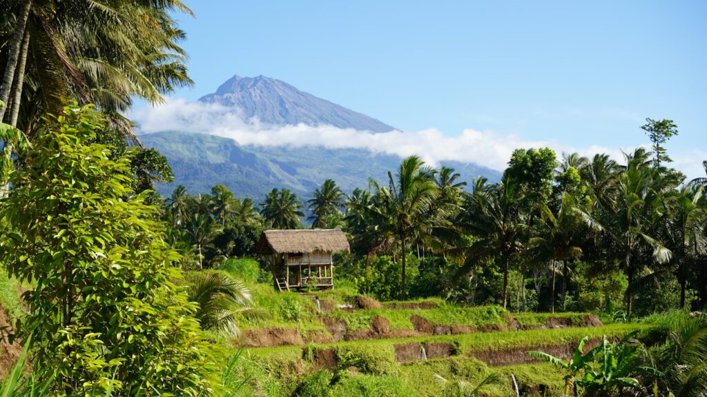Lush rice fields with a majestic mountain in view
