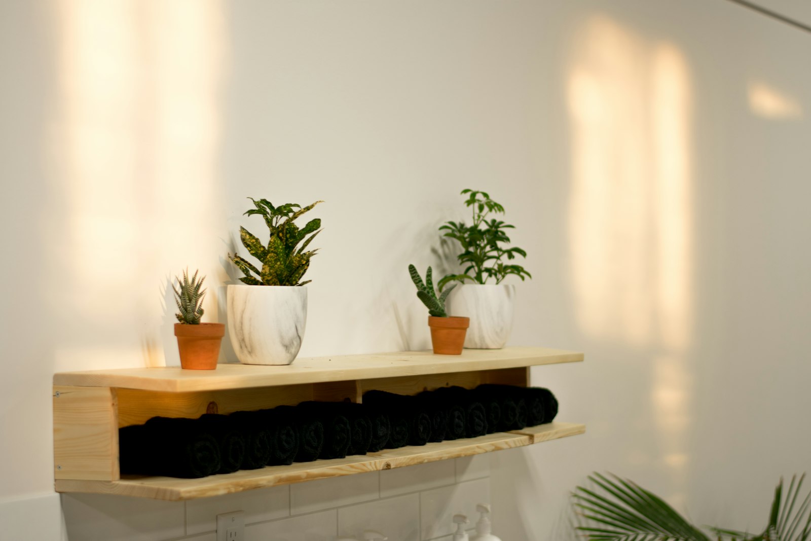 Green potted plants on black wooden shelf