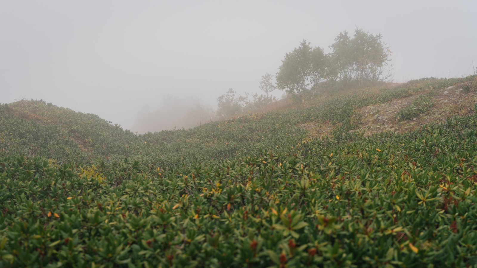 Misty landscape with green bushes and trees