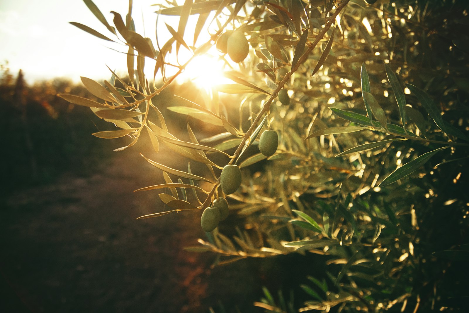 Green plant with yellow flowers
