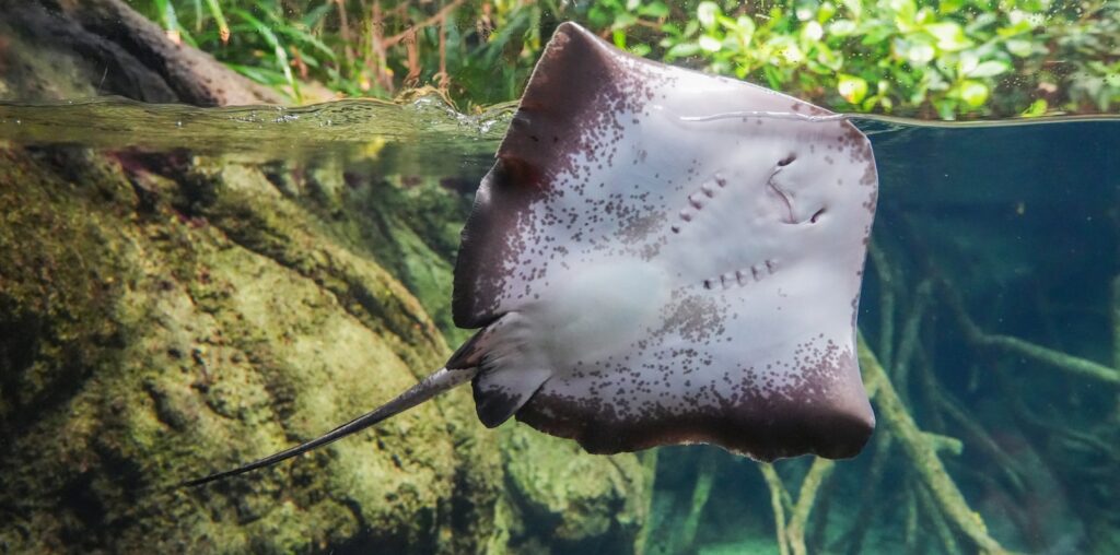 A manta ray swimming in an aquarium