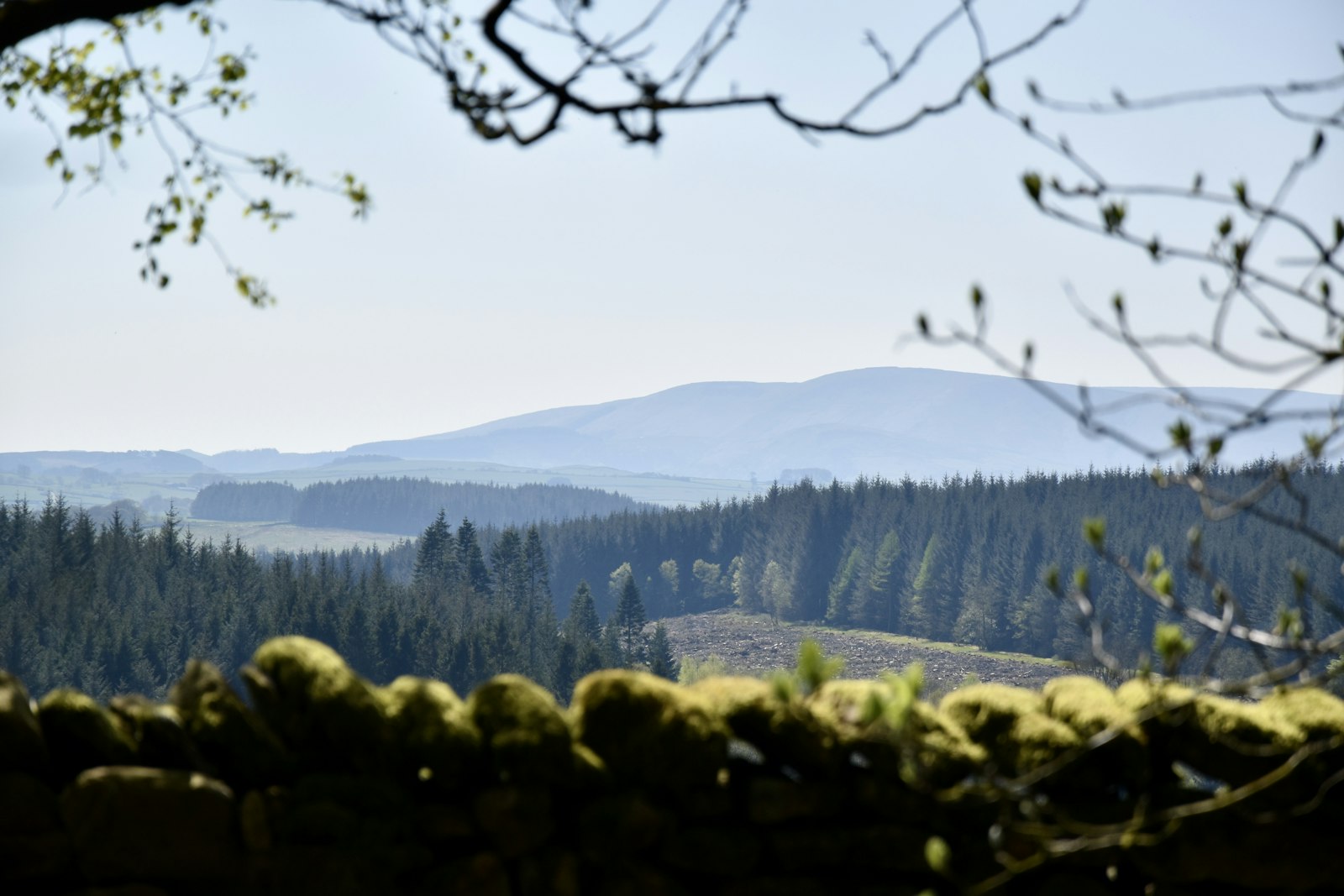 Moss-covered stone wall in front of a forest and hills