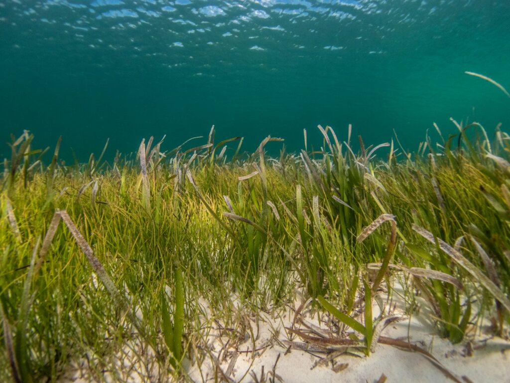 Green grass near body of water during daytime