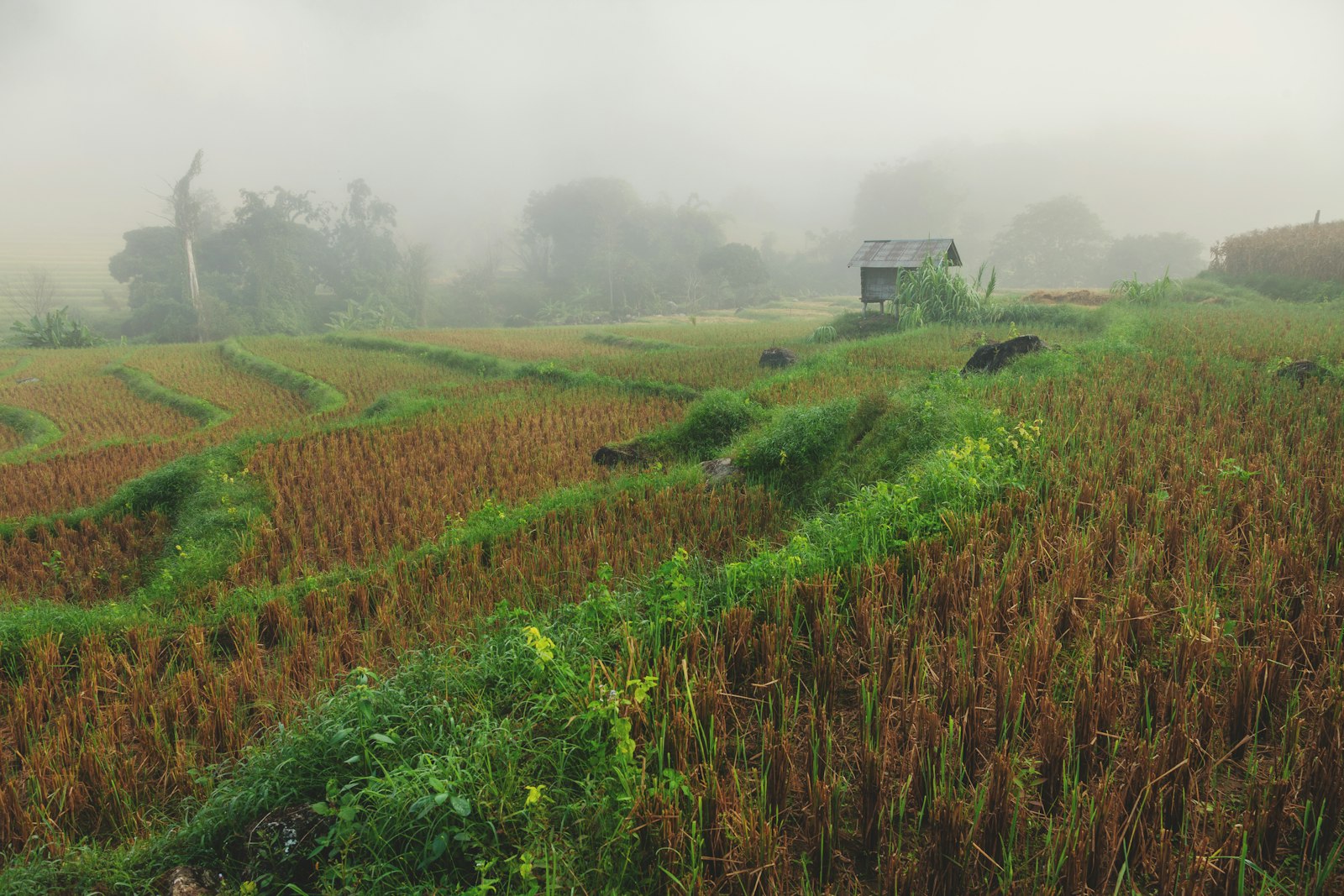 Misty morning over harvested rice fields with a small hut