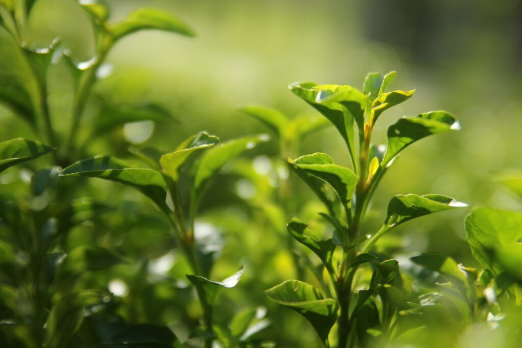 Green plant in close up photography