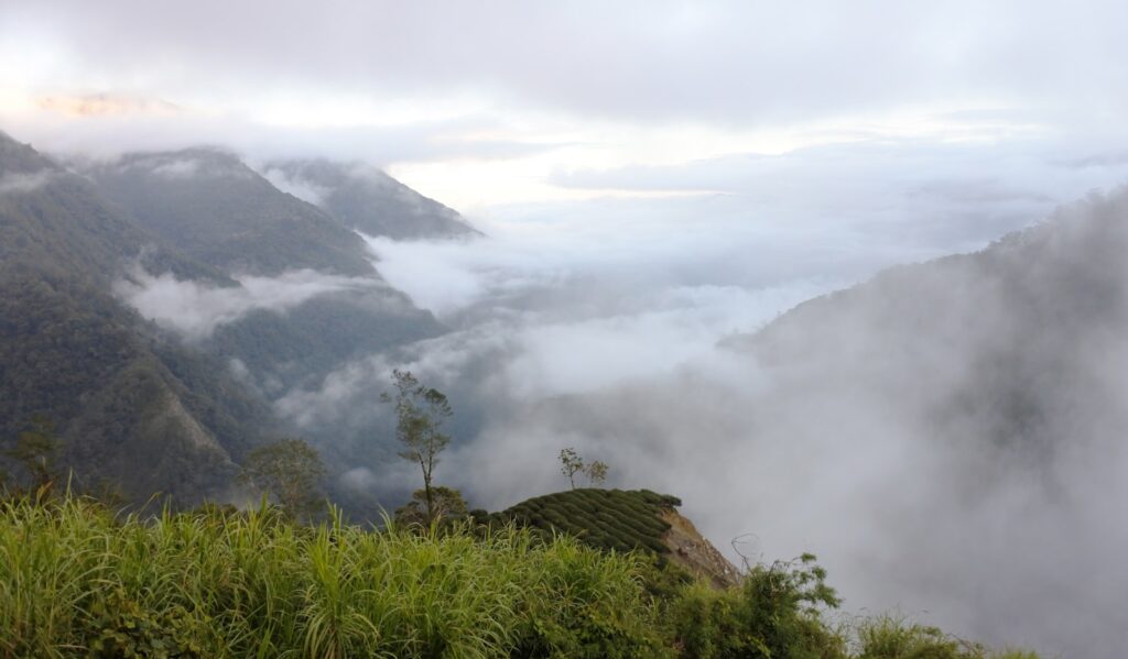 A grassy hill with fog