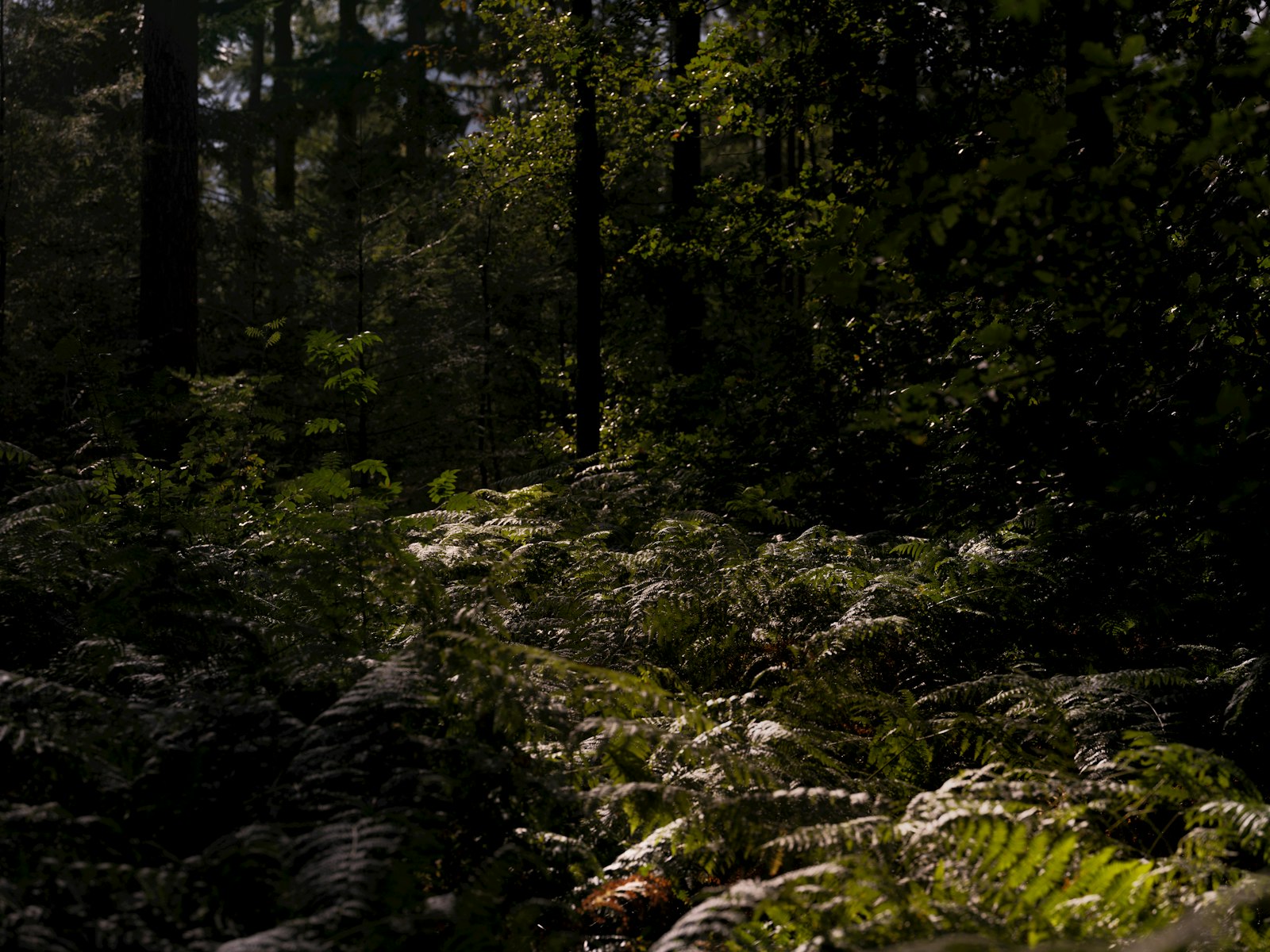 Sunlight filtering through a dense forest canopy onto ferns