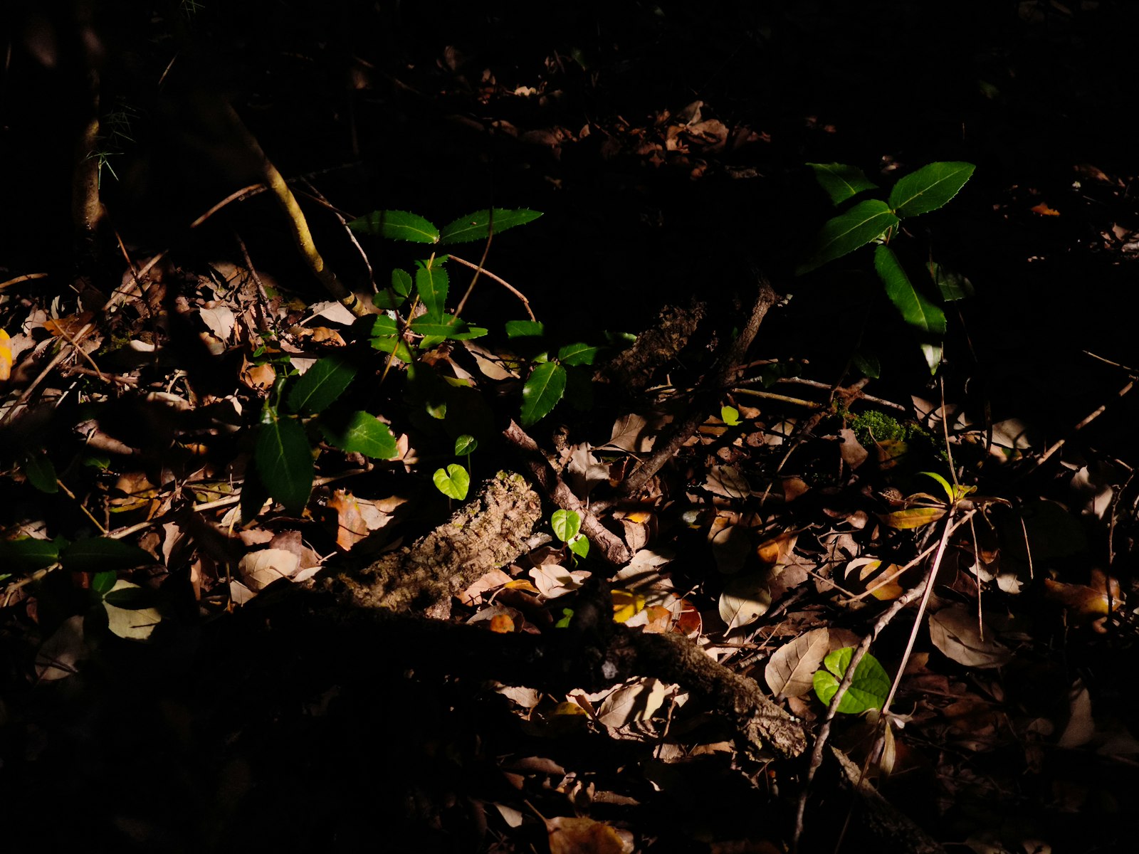Small green plants growing on a forest floor