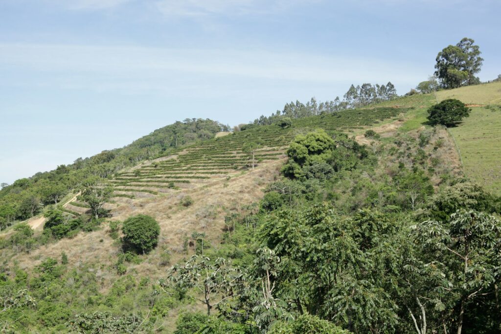 Green rolling hills with trees and terraced fields
