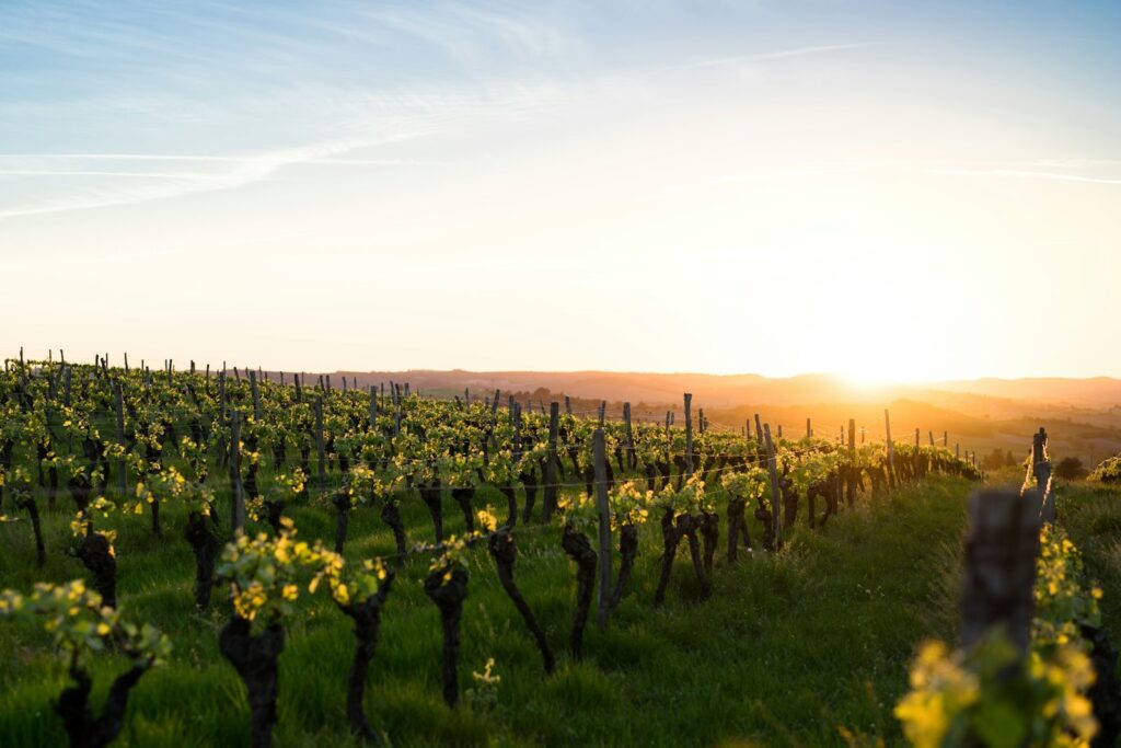 Rows of grapevines in a vineyard under a low sun and clear sky