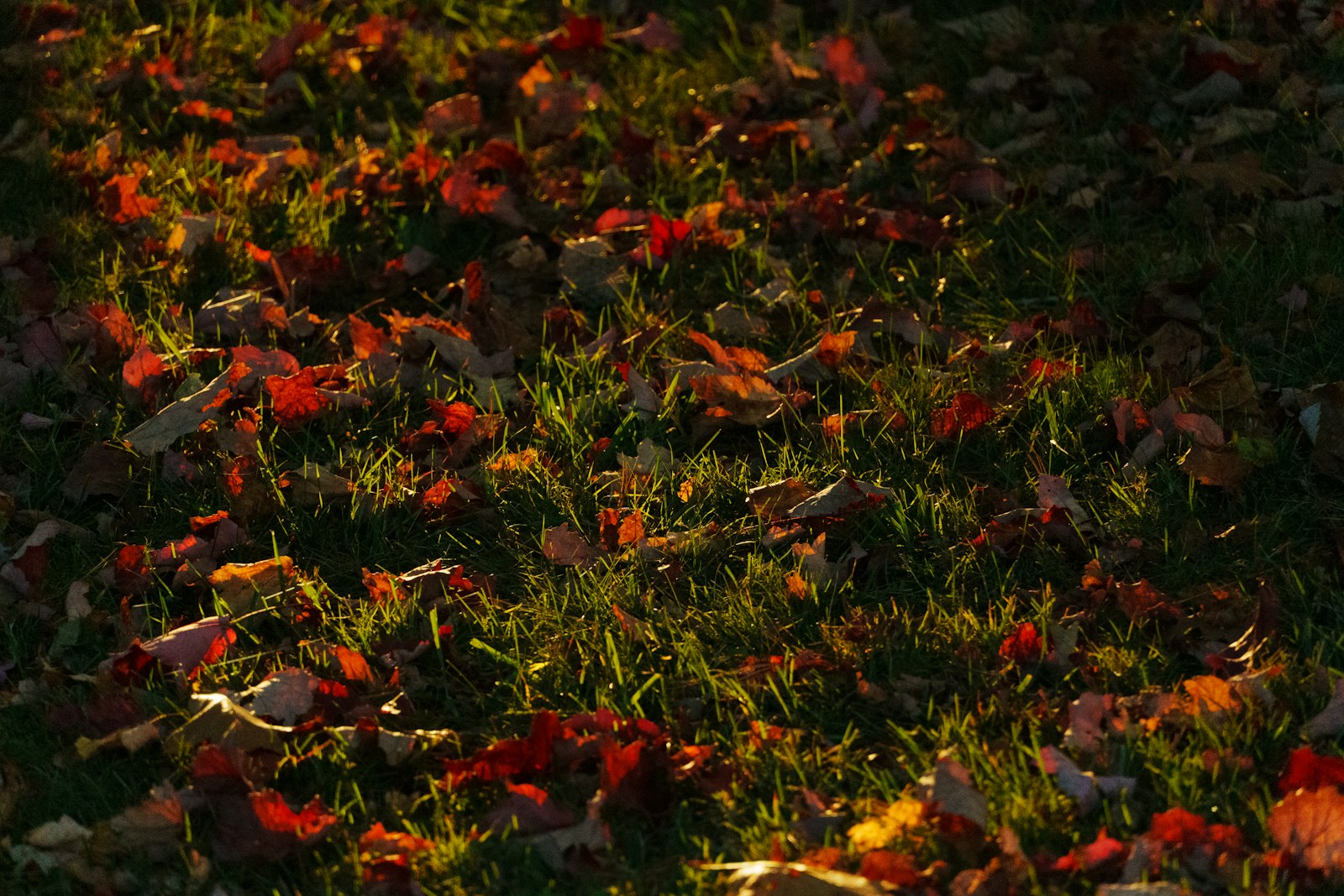 A red fire hydrant sitting on top of a lush green field
