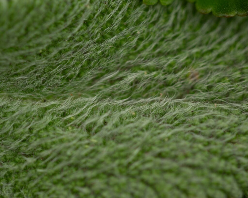 Close-up of a fuzzy, green leaf