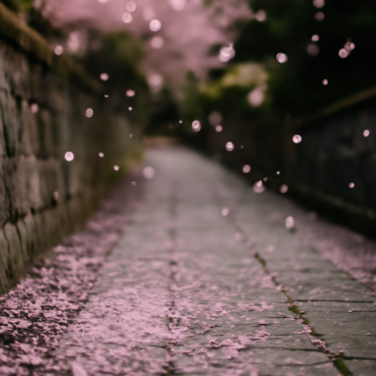 cherry blossom petals drifting over a quiet stone mountain path